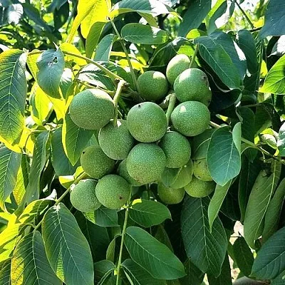 Грецкий орех  ИЗЯЩНЫЙ в Великом Новгороде