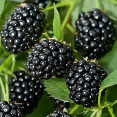 Ежевика ТРИПЛ КРАУН бесшипная  Ежевика ТРИПЛ КРАУН бесшипная в Великом Новгороде