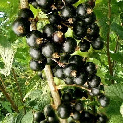 Смородина черная БЕН ТИРЕН  Смородина черная БЕН ТИРЕН в Великом Новгороде