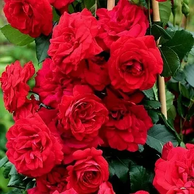 Саженцы роз АМАДЕУС плетистая  Саженцы роз АМАДЕУС плетистая в Великом Новгороде