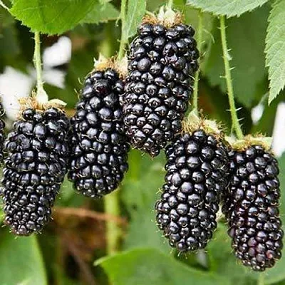 Ежевика КАРАКА БЛЭК  Ежевика КАРАКА БЛЭК в Великом Новгороде