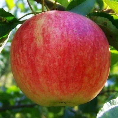 Яблоня Штрифель (Штрейфлинг или Осеннее полосатое) в Великом Новгороде