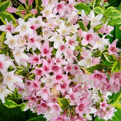 Вейгела САННИ ПРИНЦЕСС  Вейгела САННИ ПРИНЦЕСС в Великом Новгороде