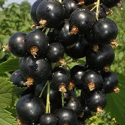 Смородина черная ИСКУШЕНИЕ  Смородина черная ИСКУШЕНИЕ в Великом Новгороде