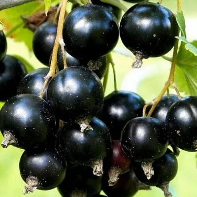 Смородина чёрная СОКРОВИЩЕ  Смородина чёрная СОКРОВИЩЕ в Великом Новгороде