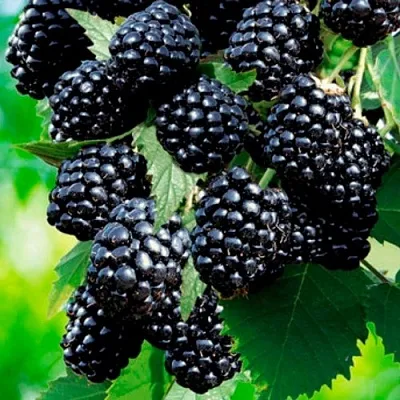 Ежевика ЛОХТЕЙ бесшипная  Ежевика ЛОХТЕЙ бесшипная в Великом Новгороде