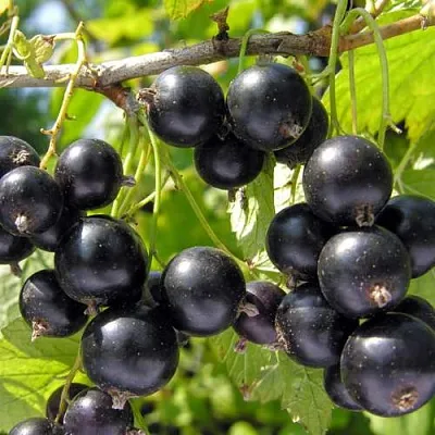 Смородина черная ГАМАЮН  Смородина черная ГАМАЮН в Великом Новгороде