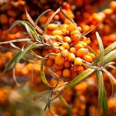 Облепиха ФИНСКАЯ  Облепиха ФИНСКАЯ в Великом Новгороде