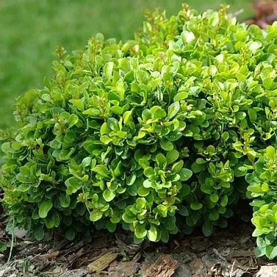 Барбарис КОБОЛЬД тунберга  Барбарис КОБОЛЬД тунберга в Великом Новгороде