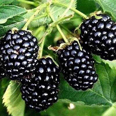 Ежевика ПРАЙМ АРК ТРЕВЕЛЕР ремонтантная  Ежевика ПРАЙМ АРК ТРЕВЕЛЕР ремонтантная в Великом Новгороде