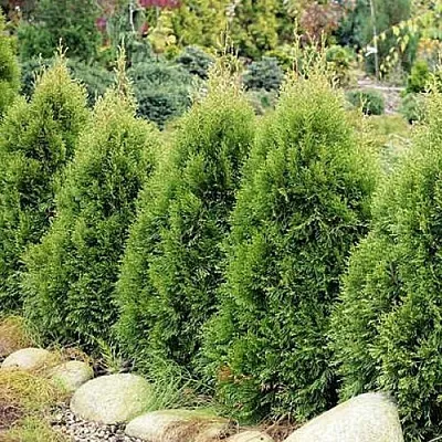 Туя СМАРАГД ВИТБОНТ западная в Великом Новгороде