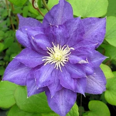 Клематис БЬЮТИ ОФ ВОЧЕСТЕР в Великом Новгороде