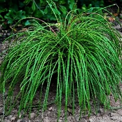 Туя ВИПКОРД складчатая в Великом Новгороде