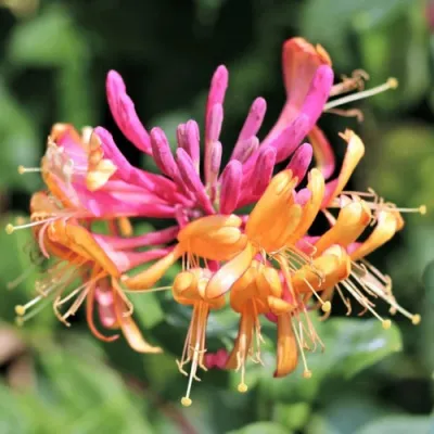 Жимолость ГЕКРОТА в Великом Новгороде