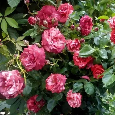 Саженцы роз БРАУНИ плетистая — описание сорта Саженцы роз БРАУНИ плетистая в Великом Новгороде