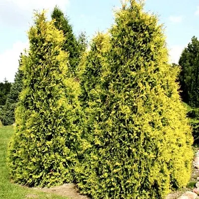 Туя САЛЛАНД западная в Великом Новгороде