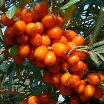 Облепиха ПЛАМЕННАЯ  Облепиха ПЛАМЕННАЯ в Великом Новгороде