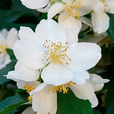 Жасмин ЮСТИНКА в Великом Новгороде