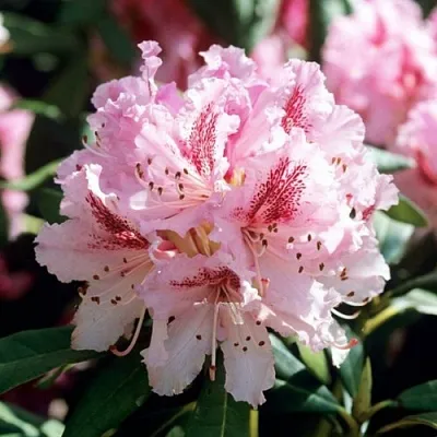 Рододендрон ЧИР в Великом Новгороде