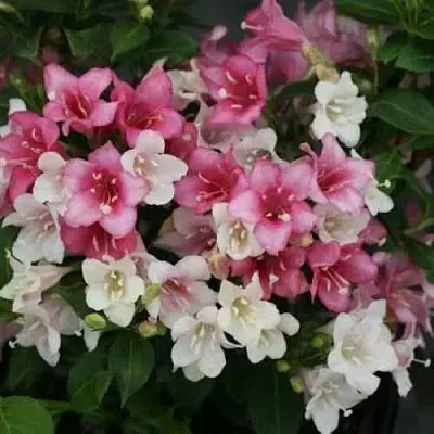 Вейгела КАРНАВАЛ  Вейгела КАРНАВАЛ в Великом Новгороде