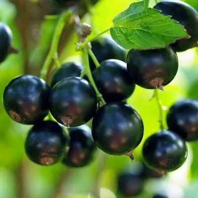 Смородина чёрная ВЕЛОЙ (ЛЕНИНГРАДСКАЯ СЛАДКАЯ)  Смородина чёрная ВЕЛОЙ (ЛЕНИНГРАДСКАЯ СЛАДКАЯ) в Великом Новгороде