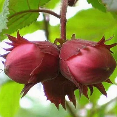 Фундук АЙВЕНГО  Фундук АЙВЕНГО в Великом Новгороде