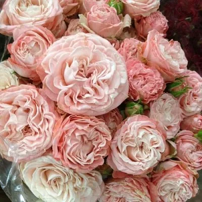 Саженцы роз МАДАМ БОМБАСТИК спрей в Великом Новгороде