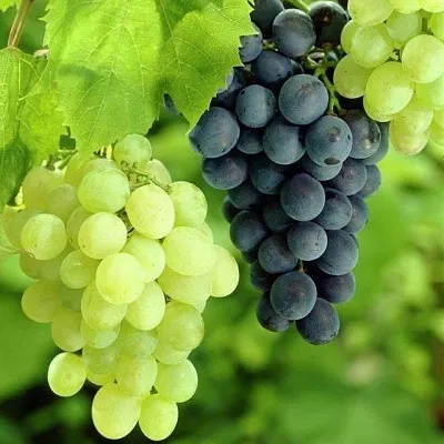 Столовый  Столовый в Великом Новгороде