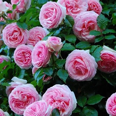 Саженцы роз ПЬЕР ДЕ РОНСАР плетистая  Саженцы роз ПЬЕР ДЕ РОНСАР плетистая в Великом Новгороде