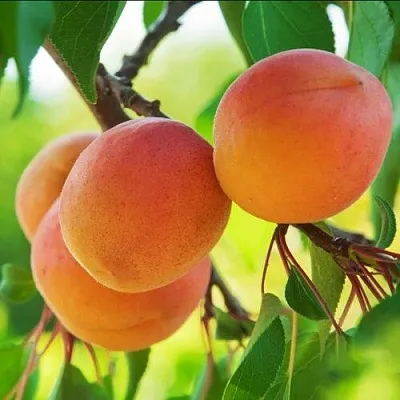 Абрикос ДЕБЮТ в Великом Новгороде