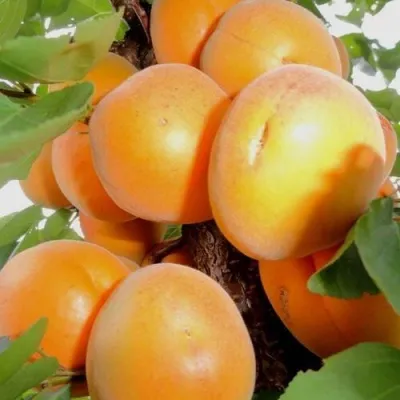 Абрикос ДЕСЕРТНЫЙ — описание сорта Абрикос ДЕСЕРТНЫЙ в Великом Новгороде