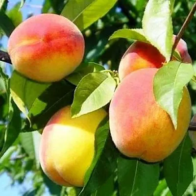 Персик ПАМЯТЬ ЛОЙКО в Великом Новгороде