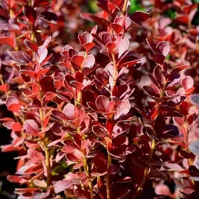 Барбарис ВУЛКАНО тунберга  Барбарис ВУЛКАНО тунберга в Великом Новгороде