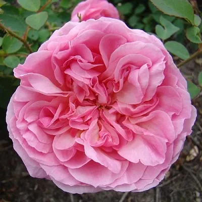 Саженцы роз ХАЙДИ ХОЛЛ английская в Великом Новгороде