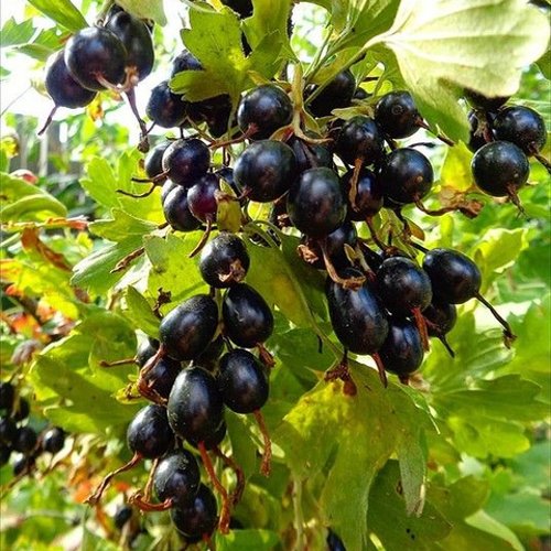 Смородина золотистая ОВАЛЬНАЯ в Великом Новгороде