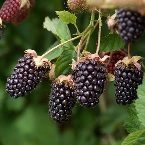 Ежемалина БОЙСЕНБЕРРИ в Великом Новгороде