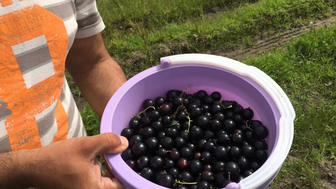 Превью видео