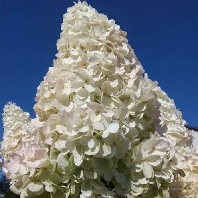 Белая в Великом Новгороде