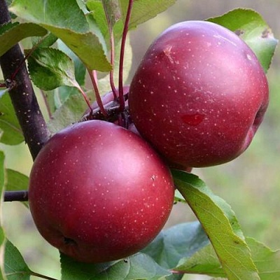Яблоня красномясая в Великом Новгороде