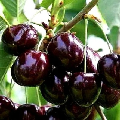 Черешня ДОНЕЦКИЙ УГОЛЁК в Великом Новгороде