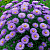 саженцы астры Блю Лагун