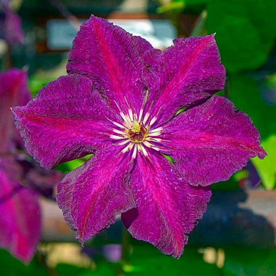 Клематис ГРЮНВАЛЬД в Великом Новгороде