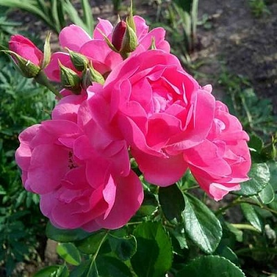 Роза АНГЕЛА флорибунда в Великом Новгороде