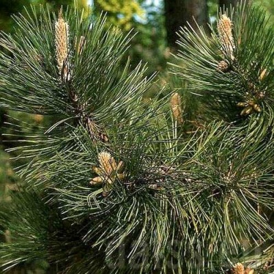 Сосна черная в Великом Новгороде