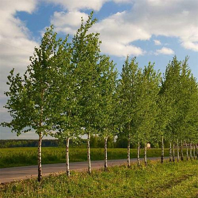 Береза обыкновенная в Великом Новгороде