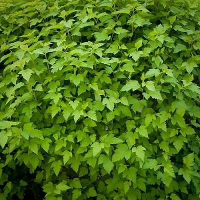 Зеленый в Великом Новгороде