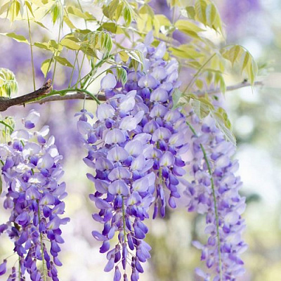 Глициния в Великом Новгороде