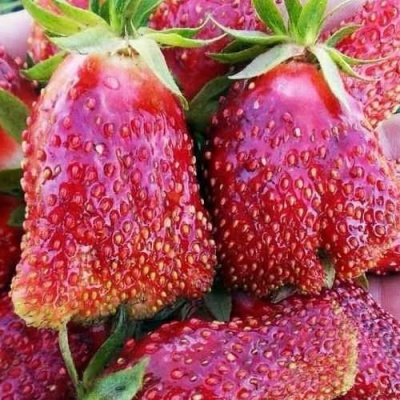 Клубника КУПЧИХА в Великом Новгороде