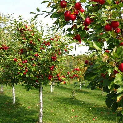 Плодовые деревья в Великом Новгороде