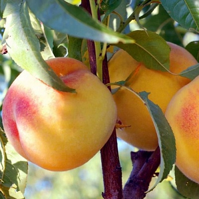 Колонновидные персики в Великом Новгороде
